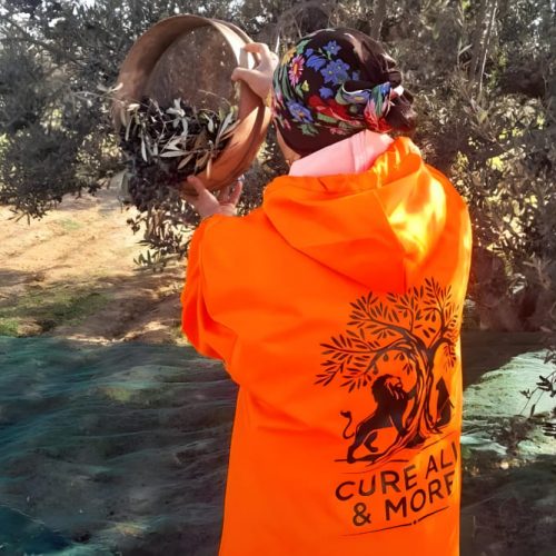 Celebrate Olive Tree Day with Cure All and More